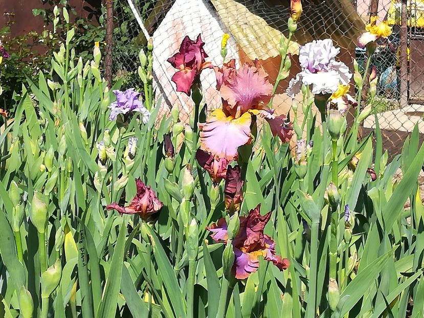  - Iriși 2021 partea a 2 a