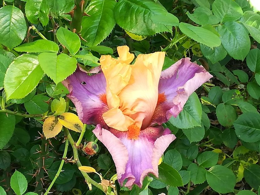  - Iriși 2021 partea a 2 a