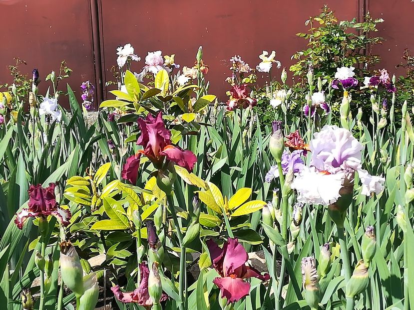  - Iriși 2021 partea a 2 a