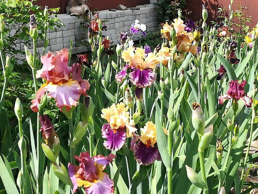  - Iriși 2021 partea a 2 a