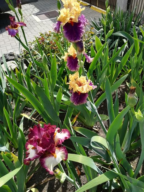  - Iriși 2021 partea a 2 a