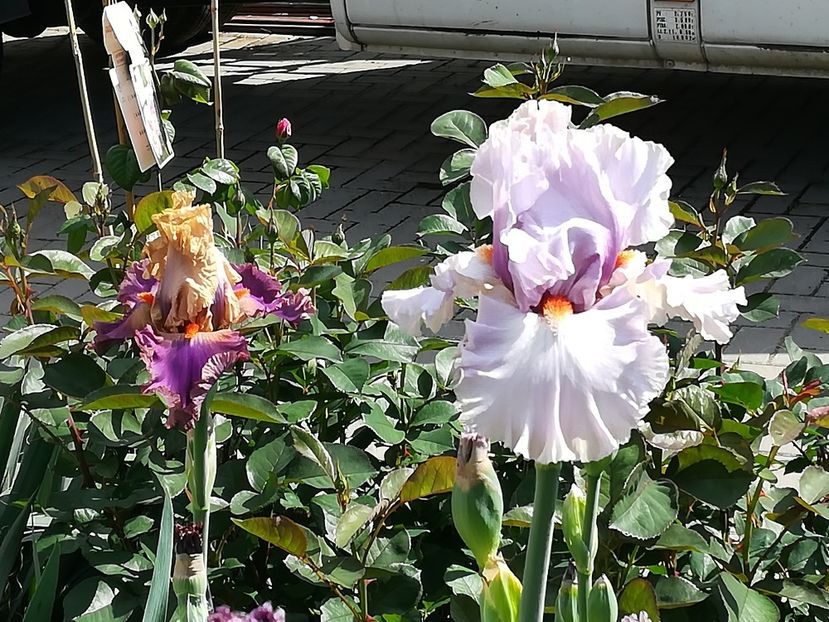  - Iriși 2021 partea a 2 a