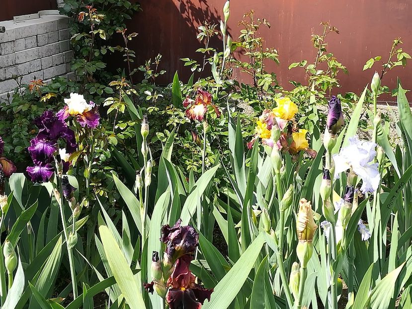  - Iriși 2021 partea a 2 a