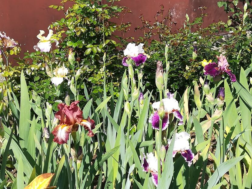  - Iriși 2021 partea a 2 a