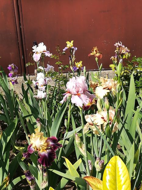  - Iriși 2021 partea a 2 a