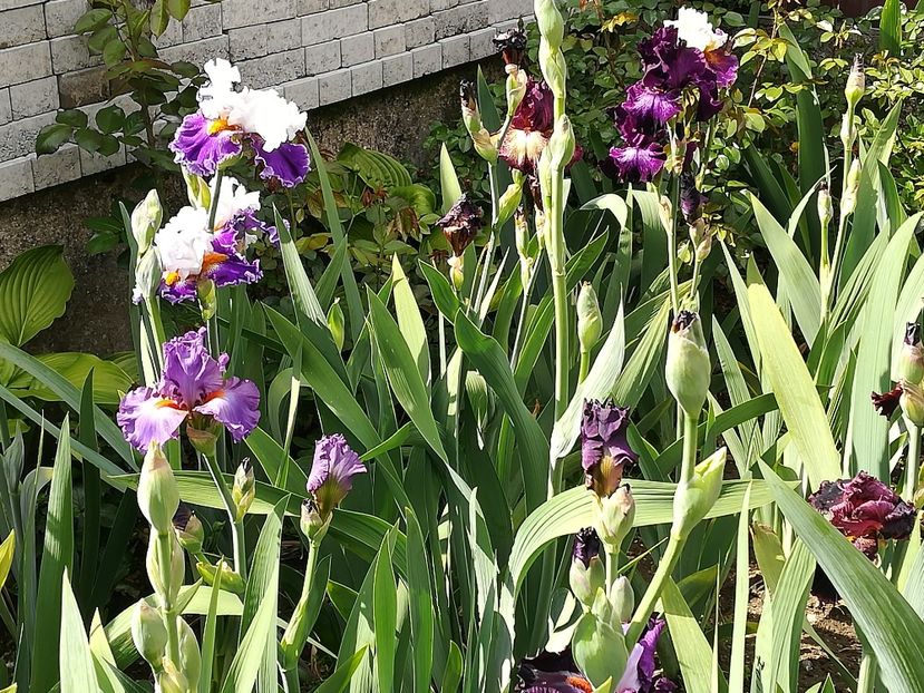  - Iriși 2021 partea a 2 a