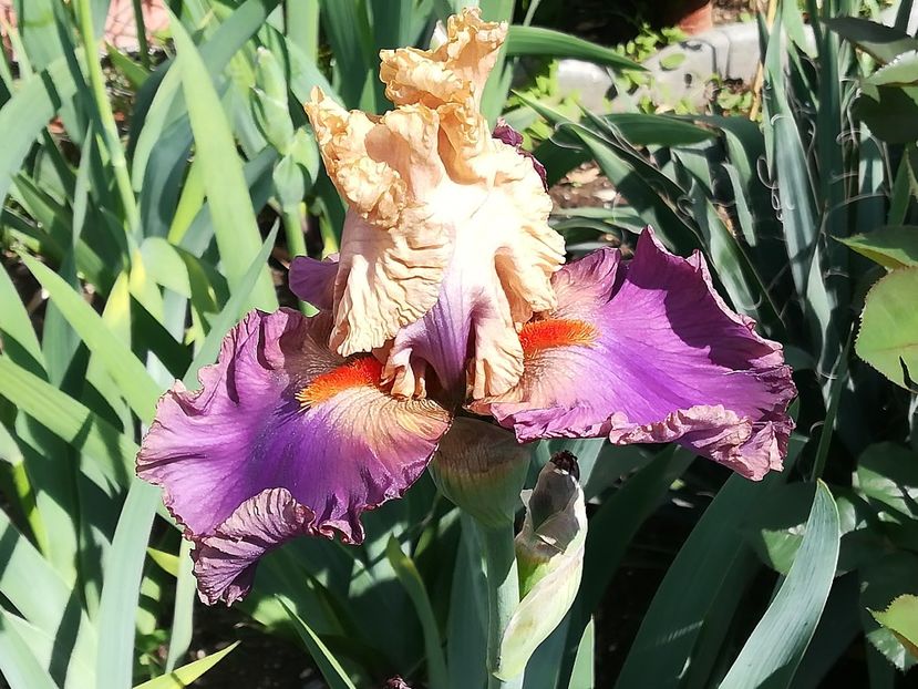  - Iriși 2021 partea a 2 a