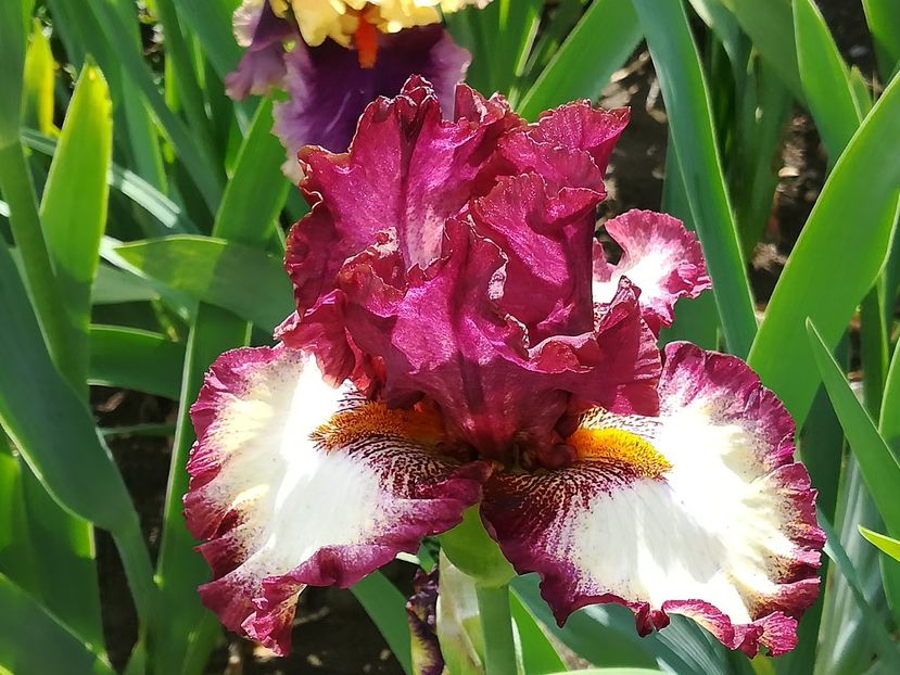  - Iriși 2021 partea a 2 a