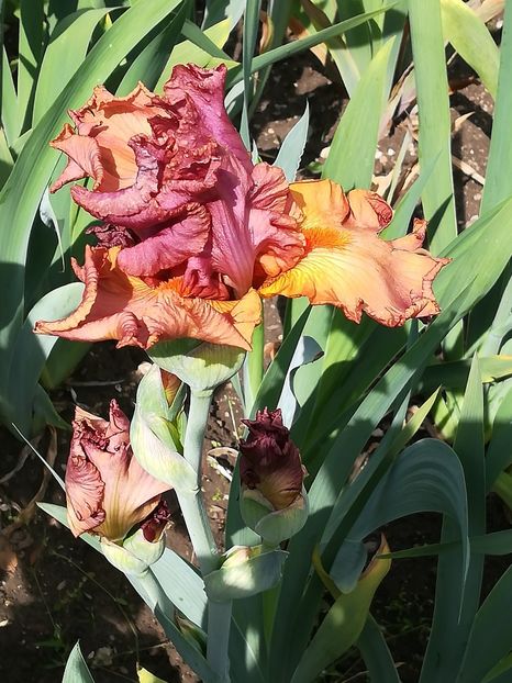  - Iriși 2021 partea a 2 a