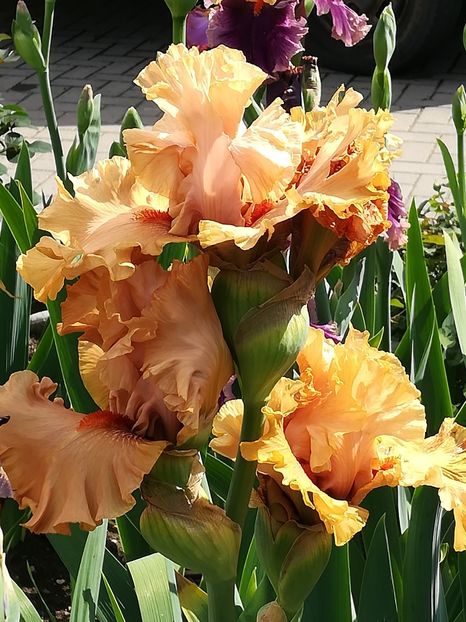  - Iriși 2021 partea a 2 a