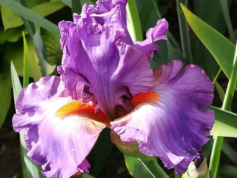  - Iriși 2021 partea a 2 a