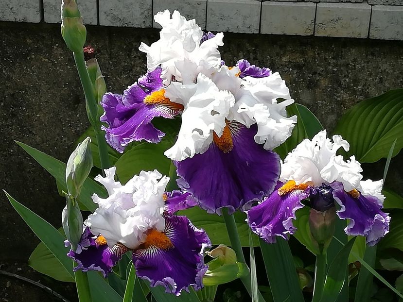  - Iriși 2021 partea a 2 a