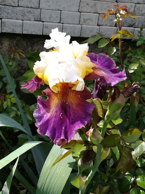  - Iriși 2021 partea a 2 a