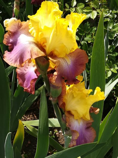  - Iriși 2021 partea a 2 a