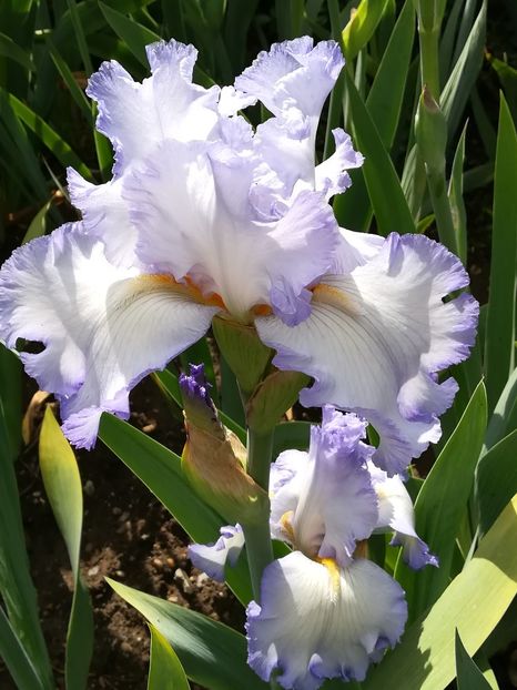  - Iriși 2021 partea a 2 a