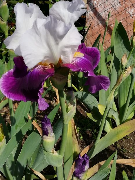  - Iriși 2021 partea a 2 a