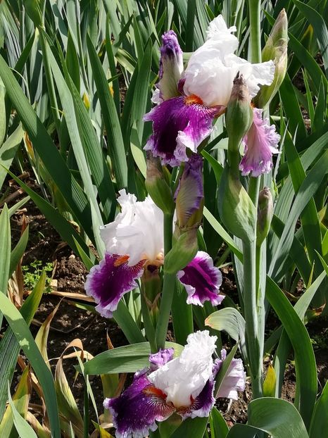  - Iriși 2021 partea a 2 a