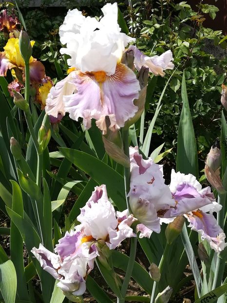  - Iriși 2021 partea a 2 a