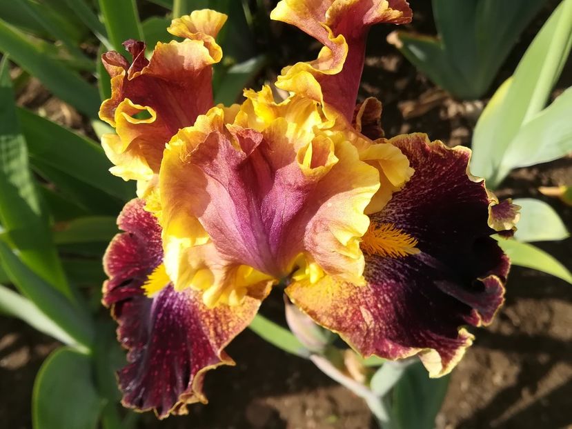  - Iriși 2021 partea a 2 a