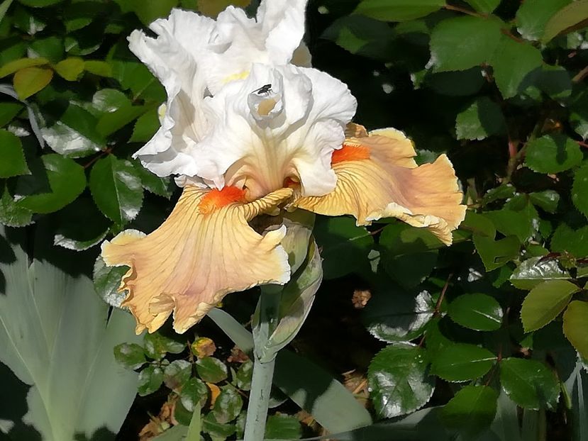  - Iriși 2021 partea a 2 a