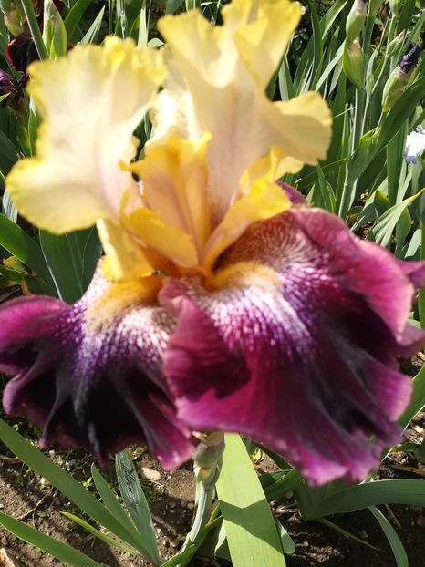  - Iriși 2021 partea a 2 a