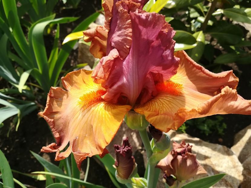  - Iriși 2021 partea a 2 a