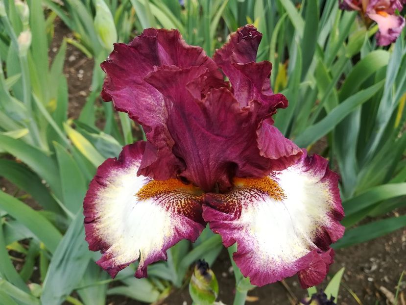  - Iriși 2021 partea a 2 a