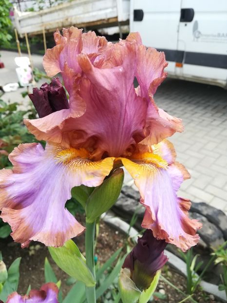  - Iriși 2021 partea a 2 a