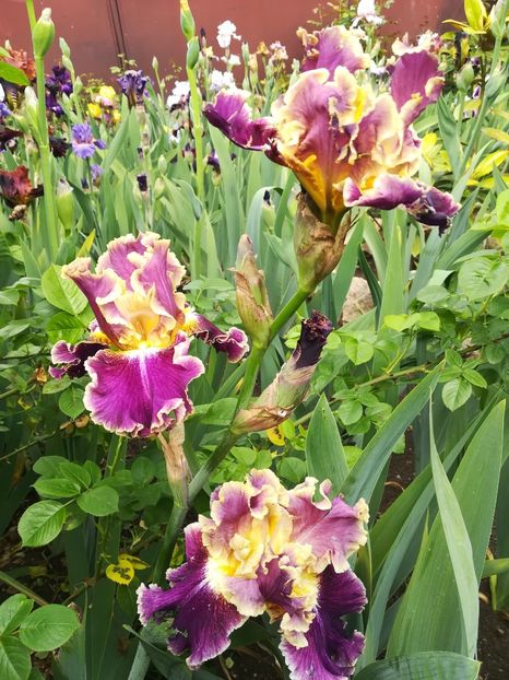  - Iriși 2021 partea a 2 a