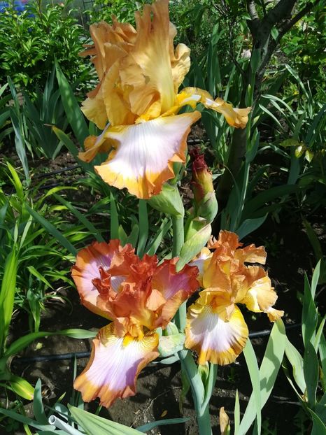  - Iriși 2021 partea a 2 a