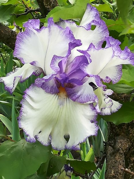  - Iriși 2021 partea a 2 a