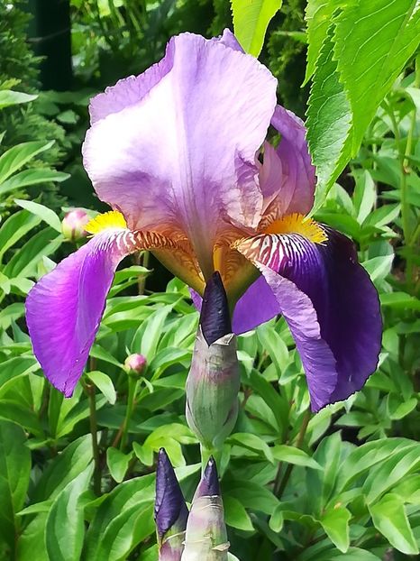  - Iriși 2021 partea a 2 a