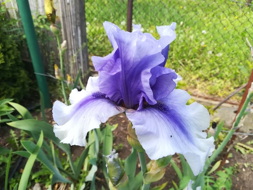  - Iriși 2021 partea a 2 a