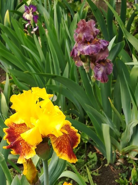  - Iriși 2021 partea a 2 a