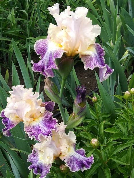  - Iriși 2021 partea a 2 a