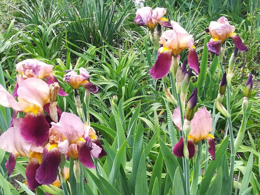  - Iriși 2021 partea a 2 a