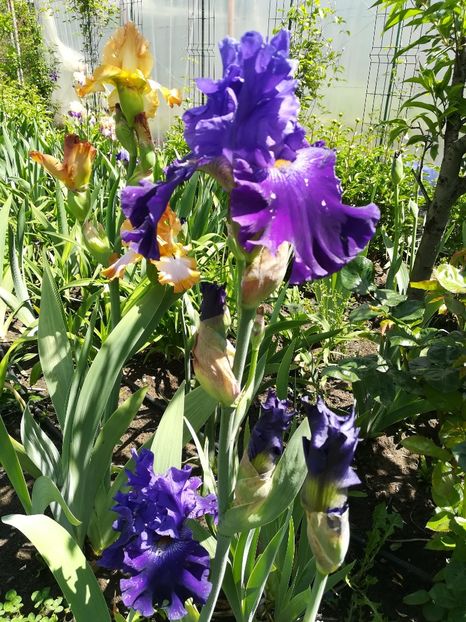  - Iriși 2021 partea a 2 a