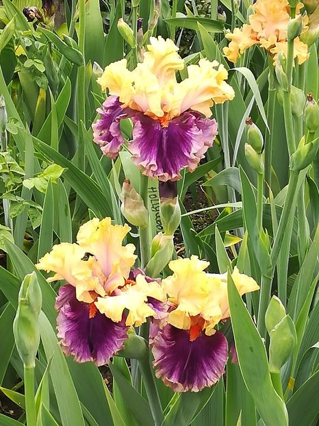  - Iriși 2021 partea a 2 a