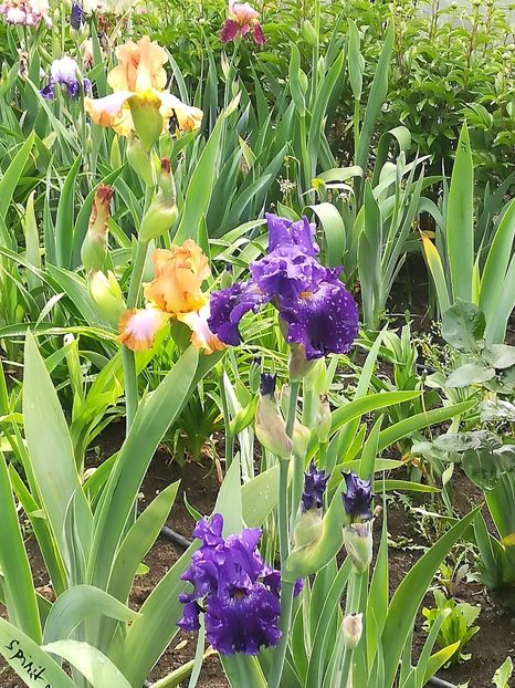  - Iriși 2021 partea a 2 a