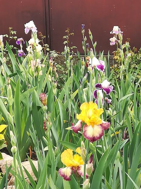  - Iriși 2021 partea a 2 a