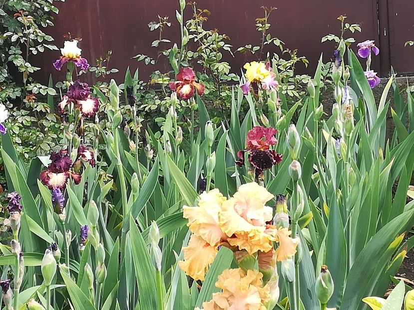  - Iriși 2021 partea a 2 a