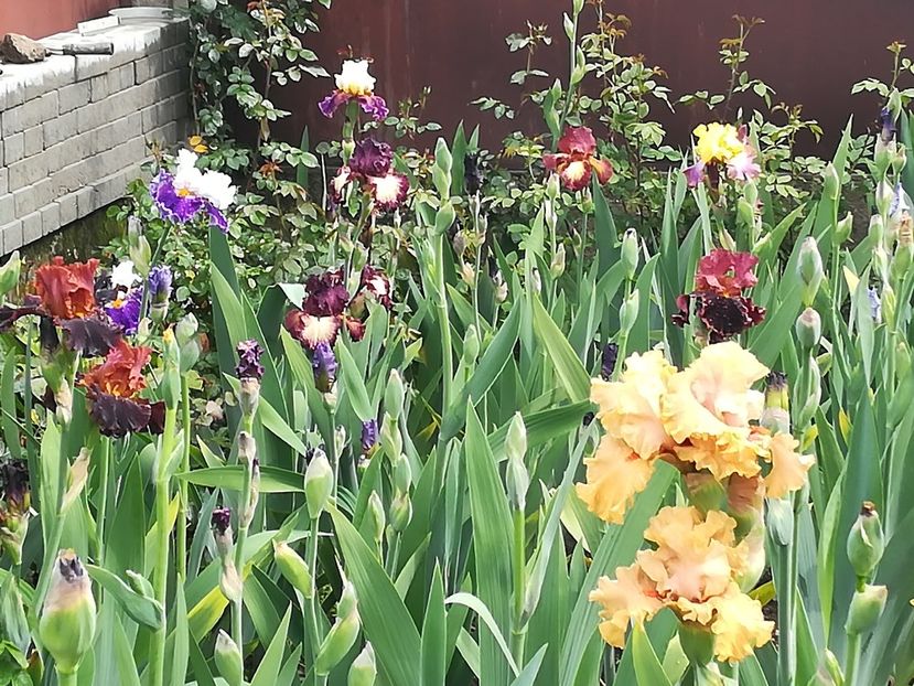  - Iriși 2021 partea a 2 a