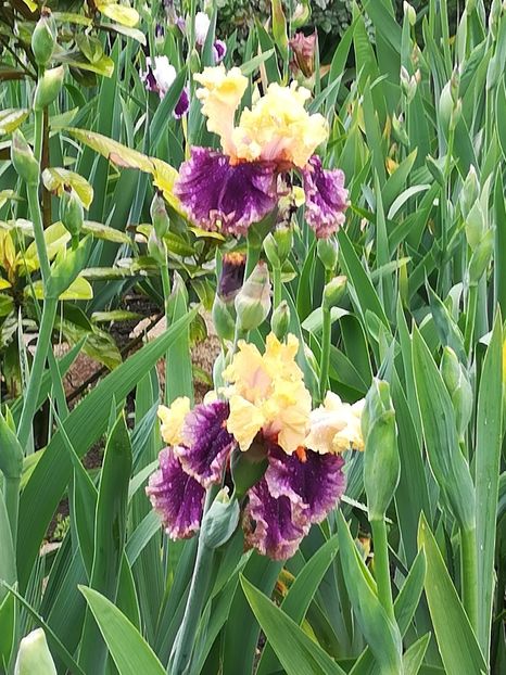  - Iriși 2021 partea a 2 a