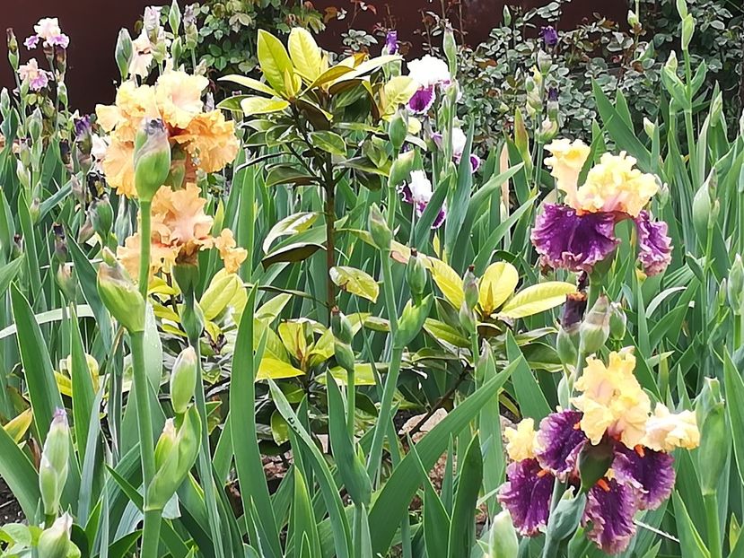  - Iriși 2021 partea a 2 a