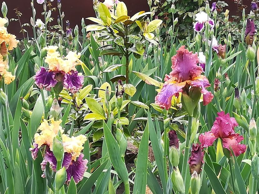  - Iriși 2021 partea a 2 a