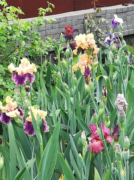  - Iriși 2021 partea a 2 a