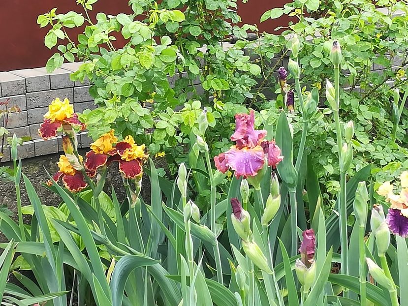  - Iriși 2021 partea a 2 a