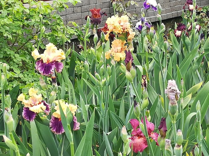  - Iriși 2021 partea a 2 a