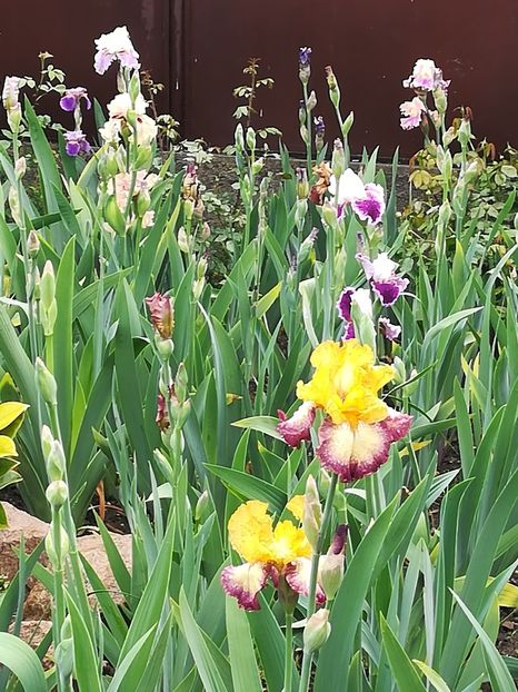  - Iriși 2021 partea a 2 a