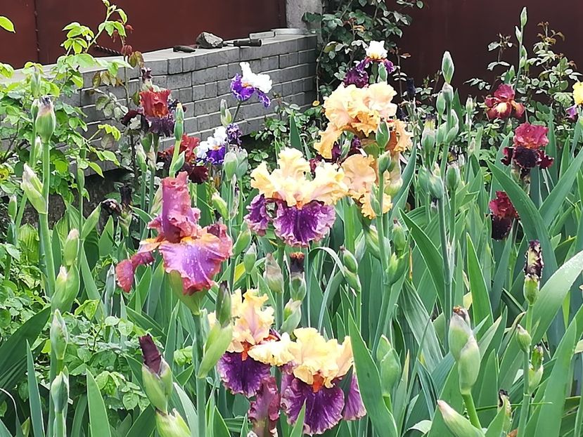  - Iriși 2021 partea a 2 a